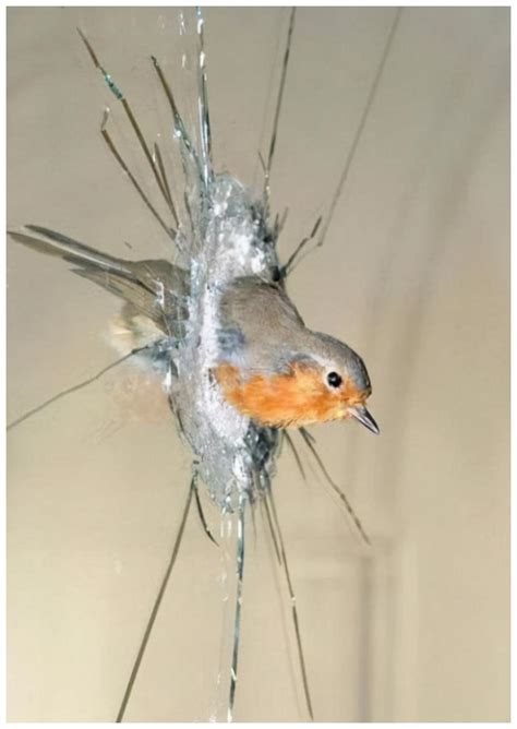 鳥撞玻璃徵兆